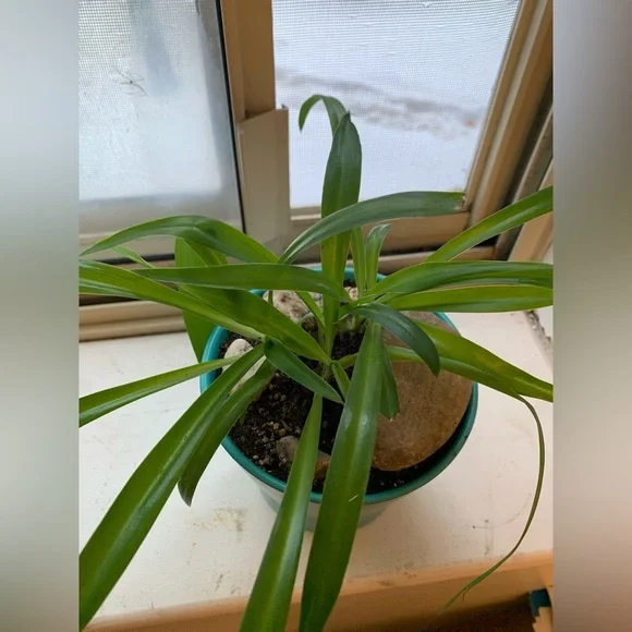 Spider Plant - Picture 8 of 9